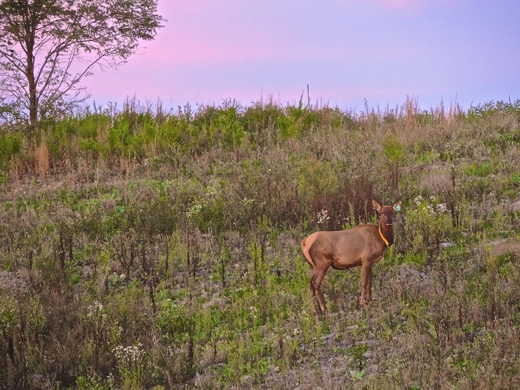 The Return of Eastern Elk